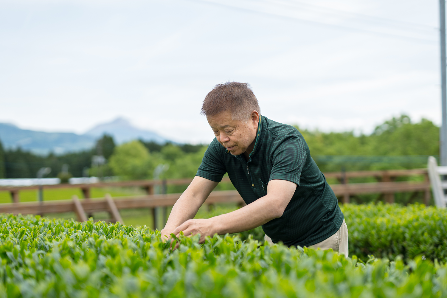 Aktualna sytuacja na rynku zielonej herbaty w Japonii