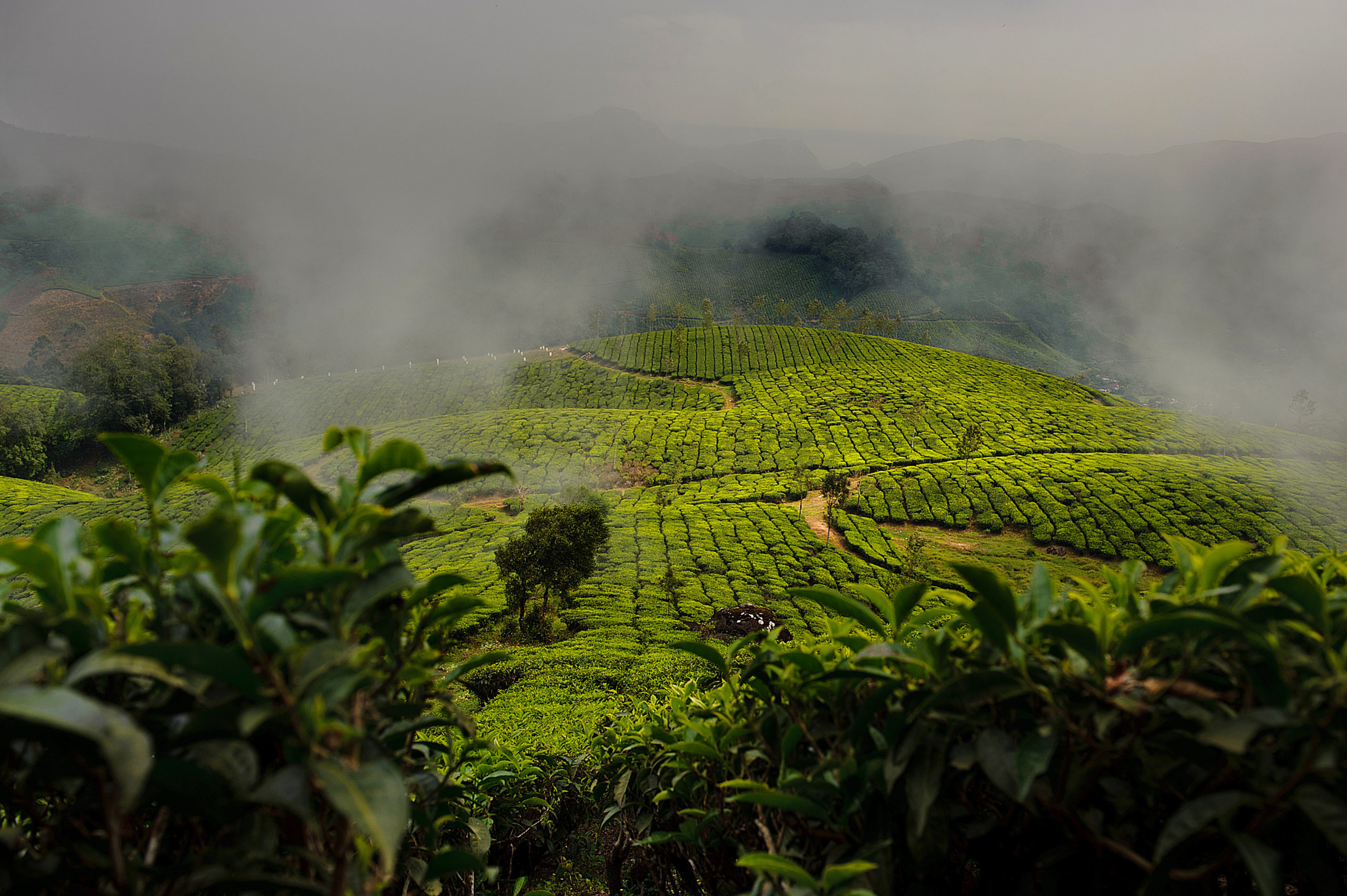 Organic farming